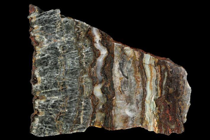 Rare North Pole Dome Stromatolite Slice - Billion Years #129185